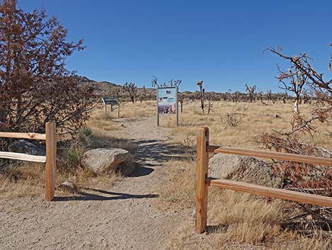 Teutonia Peak Trail