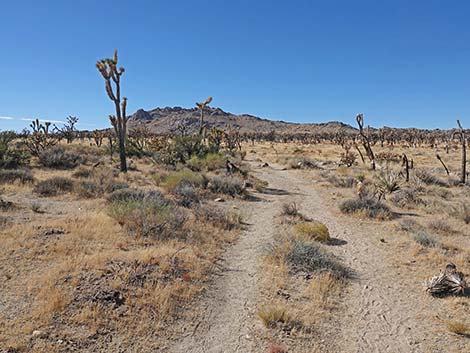 Teutonia Peak Trail