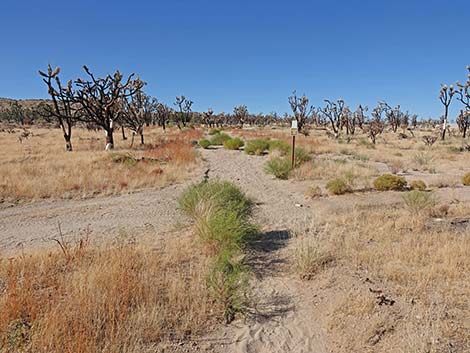 Teutonia Peak Trail