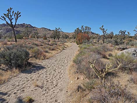 Teutonia Peak Trail