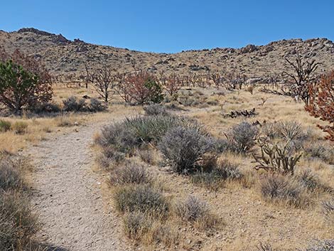 Teutonia Peak Trail