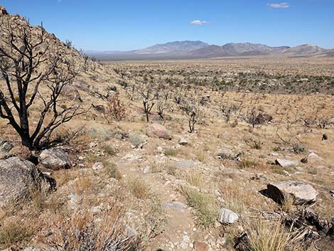 Teutonia Peak