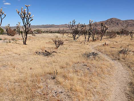 Teutonia Peak