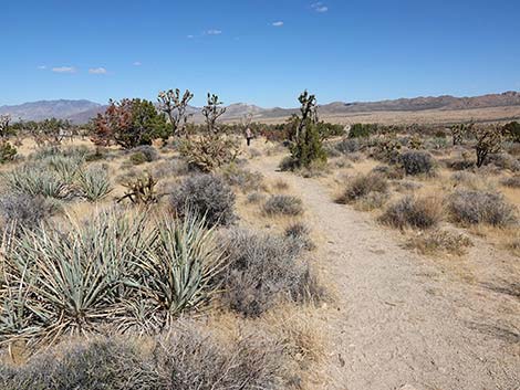 Teutonia Peak