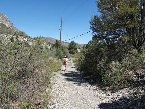 Acastus Trail