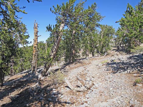 Bonanza Peak Trail