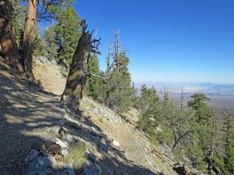 Bonanza Peak Trail