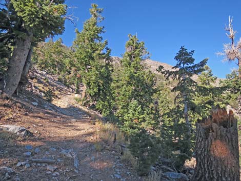 Bonanza Peak Trail