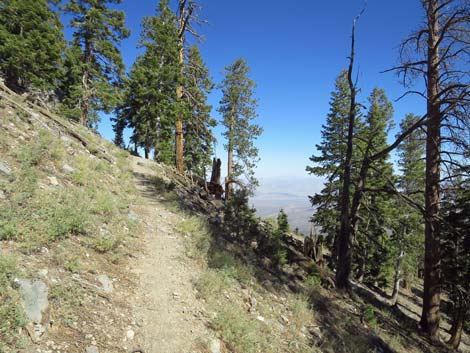 Bonanza Peak Trail