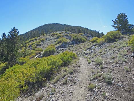 Bonanza Trail