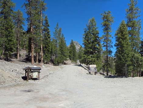 Bristlecone Trailhead