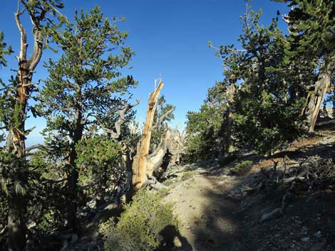 Bonanza Trail