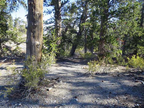 Bonanza Trail