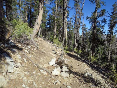 Bonanza Trail