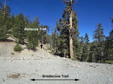 Bonanza Trail