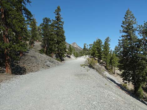 Bristlecone Trail