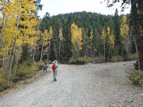 Bristlecone Trail