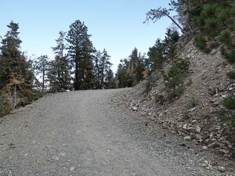 Bristlecone Trail