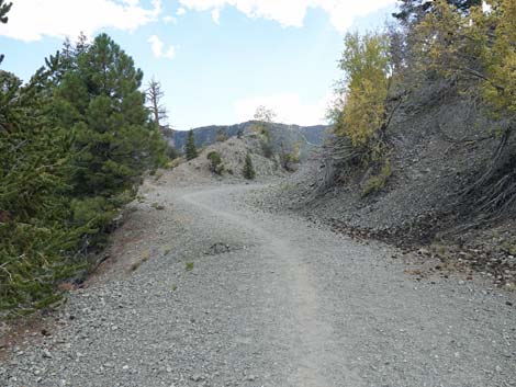 Bristlecone Trail