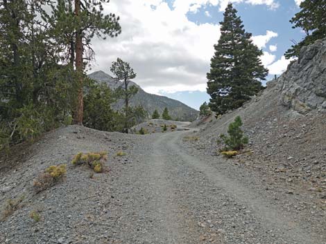 Bristlecone Trail