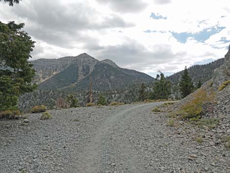 Bristlecone Trail