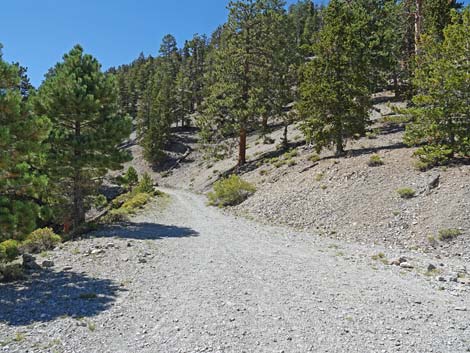 Bristlecone Trail