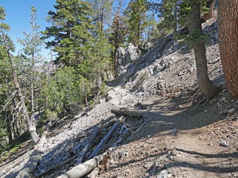 Bristlecone Trail