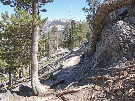 Bristlecone Trail