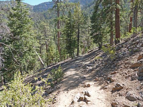 Bristlecone Trail