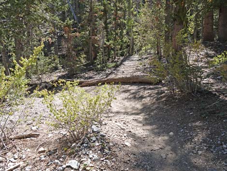 Bristlecone Trail