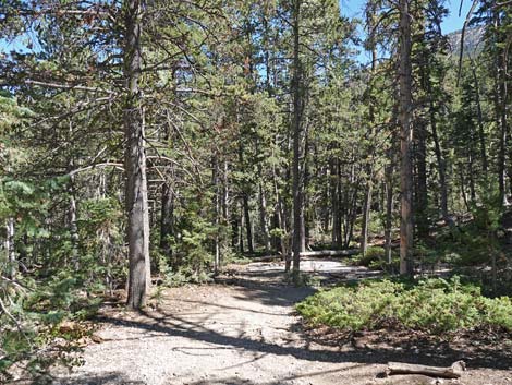 Bristlecone Trail