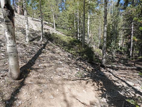 Bristlecone Trail