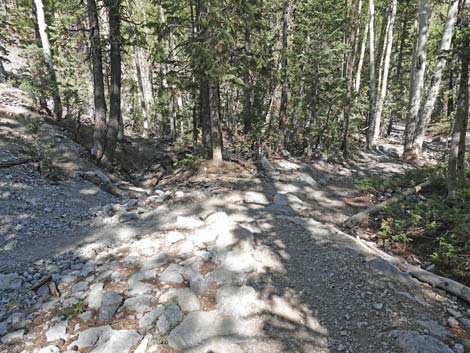 Bristlecone Trail