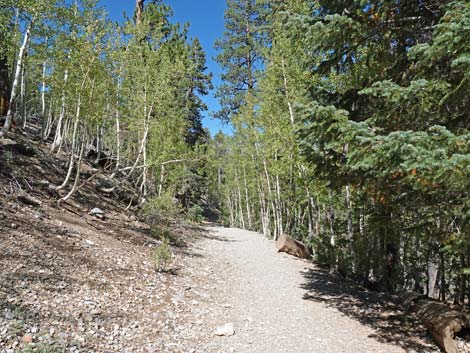 Bristlecone Trail