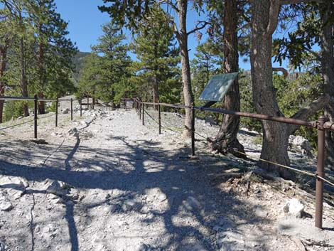 Bristlecone Trail