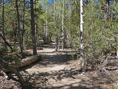 Bristlecone Trail