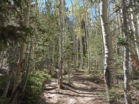 Bristlecone Trail