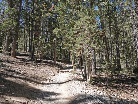 Bristlecone Trail