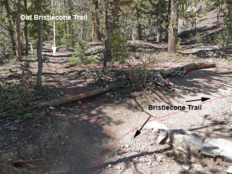 Bristlecone Trail