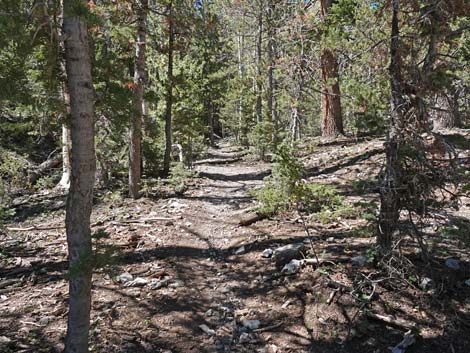 Bristlecone Trail