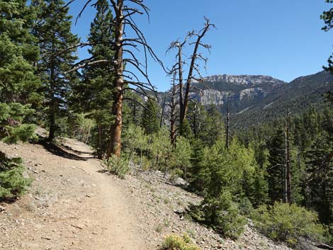 Bristlecone Trail