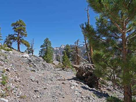 Bristlecone Trail