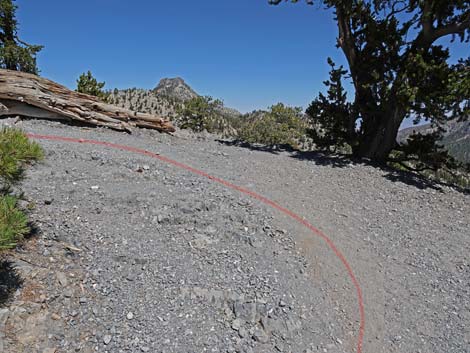 Bristlecone Trail