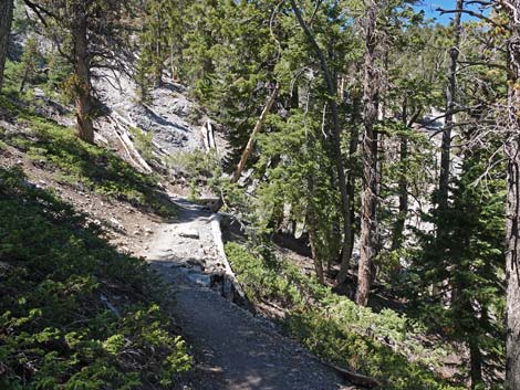 Bristlecone Trail