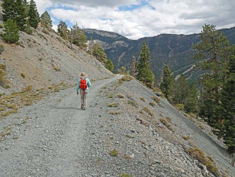 Bristlecone Trail