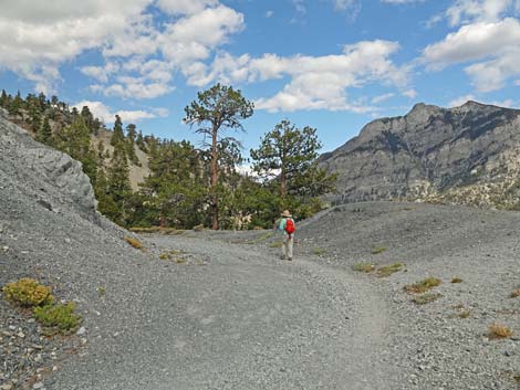 Bristlecone Trail