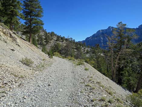 Bristlecone Trail