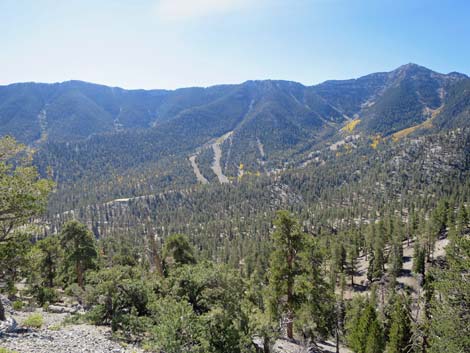 Bristlecone Trail