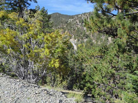 Bristlecone Trail