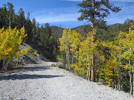 Bristlecone Trail